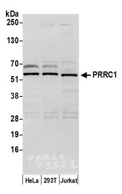PRRC1 Polyclonal Antibody, Bethyl Laboratories 20 &mu;l; Unlabeled:Antibodies,