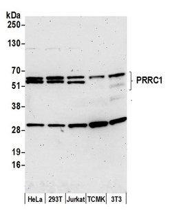 PRRC1 Polyclonal Antibody, Bethyl Laboratories 20 μL; Unconjugated:Antibodies,