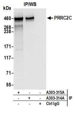 PRRC2C Rabbit anti-Human, Polyclonal, Bethyl Laboratories 100 &mu;L; Unconjugated:Antibodies,
