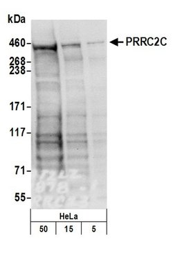 PRRC2C Rabbit anti-Human, Polyclonal, Bethyl Laboratories 100 &mu;L; Unconjugated:Antibodies,