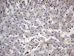 PRRT2 Mouse anti-Human, Clone: OTI9H8, lyophilized, TrueMAB 100 &mu;g;