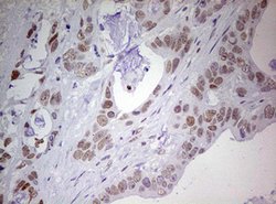 PRRX1 Mouse anti-Human, Clone: OTI1C2, lyophilized, TrueMAB 100 &mu;g;