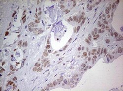 PRRX1 Mouse anti-Human, Clone: OTI1C2, liquid, TrueMAB 100 &mu;L; Unconjugated:Antibodies,