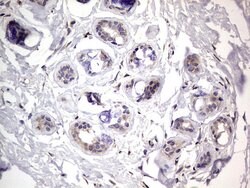 PRRX1 Mouse anti-Human, Clone: OTI1E10, lyophilized, TrueMAB 100 &mu;g;