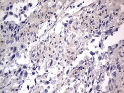 PRRX1 Mouse anti-Human, Clone: OTI1E10, lyophilized, TrueMAB 100 &mu;g;