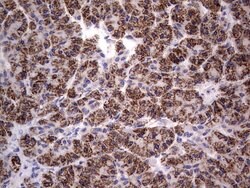 PRRX1 Mouse anti-Human, Clone: OTI1E10, lyophilized, TrueMAB 100 &mu;g;