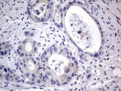 PRRX1 Mouse anti-Human, Clone: OTI1E10, lyophilized, TrueMAB 100 &mu;g;