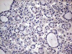 PRRX1 Mouse anti-Human, Clone: OTI1E10, lyophilized, TrueMAB 100 &mu;g;