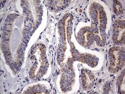 PRRX1 Mouse anti-Human, Clone: OTI1E10, lyophilized, TrueMAB 100 &mu;g;