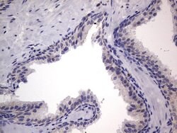 PRRX1 Mouse anti-Human, Clone: OTI1E10, lyophilized, TrueMAB 100 &mu;g;