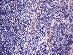 PRRX1 Mouse anti-Human, Clone: OTI1E10, lyophilized, TrueMAB 100 &mu;g;