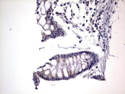 PRRX1 Mouse anti-Human, Clone: OTI1E10, lyophilized, TrueMAB 100 &mu;g;