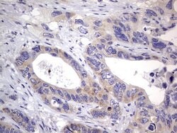 PRRX1 Mouse anti-Human, Clone: OTI1E10, lyophilized, TrueMAB 100 &mu;g;