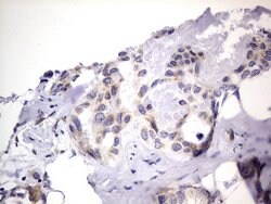 PRRX1 Mouse anti-Human, Clone: OTI1E10, lyophilized, TrueMAB 100 &mu;g;
