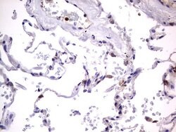 PRRX1 Mouse anti-Human, Clone: OTI1E10, lyophilized, TrueMAB 100 &mu;g;