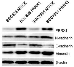 PRRX1 Mouse anti-Human, Clone: OTI1E10, lyophilized, TrueMAB 100 &mu;g;