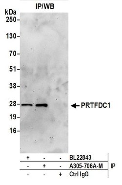 PRTFDC1 Polyclonal Antibody, Bethyl Laboratories 20 &mu;L; Unconjugated:Antibodies,