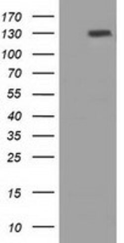 PRTG Mouse anti-Human, Clone: OTI2B3, lyophilized, TrueMAB 100 &mu;g; Unconjugated:Anticorps,
