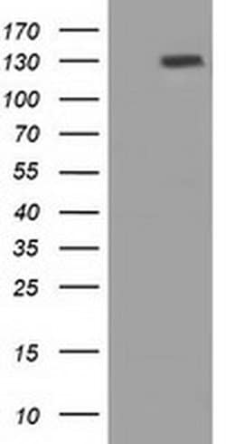 PRTG Mouse anti-Human, Clone: OTI2B3, liquid, TrueMAB 30 &mu;L; Unconjugated:Anticorps,