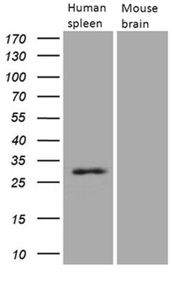 PRTN3 Mouse anti-Human, Clone: OTI9C2, lyophilized, TrueMAB 100 &mu;g;