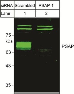 Invitrogen PSAP Polyclonal Antibody 100 &mu;L | Buy Online | Invitrogen&trade; | Fisher Scientific
