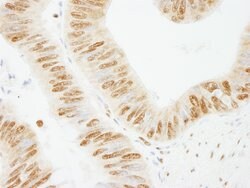 PSF/SFPQ Rabbit anti-Human, Mouse, Polyclonal, Bethyl Laboratories 100
