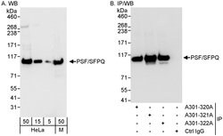 PSF/SFPQ Rabbit anti-Human, Mouse, Polyclonal, Bethyl Laboratories 100