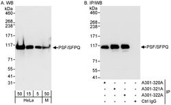 PSF/SFPQ Rabbit anti-Human, Mouse, Polyclonal, Bethyl Laboratories 100
