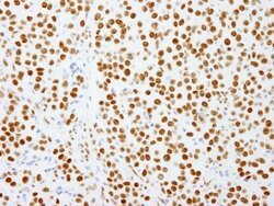 PSF/SFPQ Polyclonal Antibody, Bethyl Laboratories 100 &mu;L; Unconjugated:Antibodies,