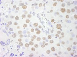 PSF/SFPQ Polyclonal Antibody, Bethyl Laboratories 100 &mu;L; Unconjugated:Antibodies,