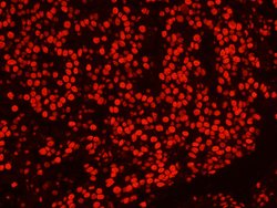 PSF/SFPQ Polyclonal Antibody, Bethyl Laboratories 100 &mu;L; Unconjugated:Antibodies,