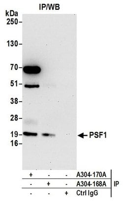 PSF1 Rabbit anti-Human, Polyclonal, Bethyl Laboratories 10 &mu;L; Unconjugated:Antibodies,