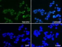 PSMA1 Mouse anti-Human, Clone: OTI6C4, lyophilized, TrueMAB 100 &mu;g;