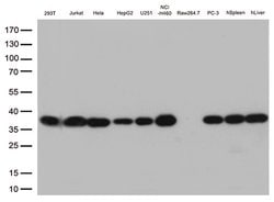 PSMA1 Mouse anti-Human, Clone: OTI6C4, lyophilized, TrueMAB 100 &mu;g;