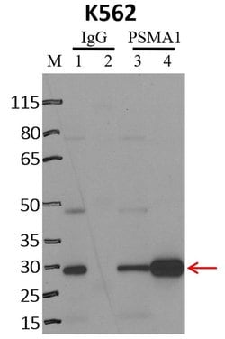 Invitrogen PSMA1 Polyclonal Antibody 100 &mu;g; Unconjugated:Antibodies,