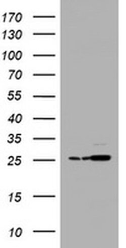 PSMA2 Monoclonal Antibody (OTI3B3), TrueMAB , OriGene 30 &mu;L; Unconjugated:Antibodies,