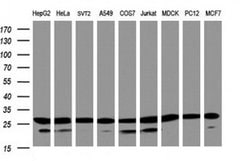 PSMA2 Monoclonal Antibody (OTI3B3), TrueMAB , OriGene 30 &mu;L; Unconjugated:Antibodies,