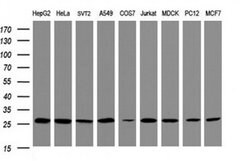 PSMA2 Monoclonal Antibody (OTI3E9), TrueMAB , OriGene 30 &mu;L; Unconjugated:Antibodies,