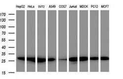 PSMA2 Monoclonal Antibody (OTI3D9), TrueMAB , OriGene 100 &mu;L | Buy Online | Origene Technologies | Fisher Scientific