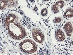 PSMA4 Mouse anti-Canine, Human, Mouse, Rat, Clone: OTI1H10, lyophilized,