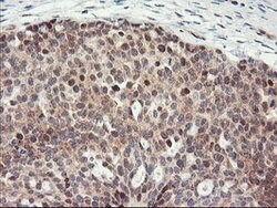 PSMA4 Mouse anti-Canine, Human, Mouse, Rat, Clone: OTI1H10, lyophilized,
