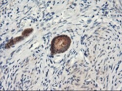 PSMA4 Mouse anti-Canine, Human, Mouse, Rat, Clone: OTI1H10, lyophilized,