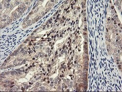 PSMA4 Mouse anti-Canine, Human, Mouse, Rat, Clone: OTI1H10, lyophilized,