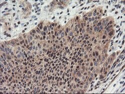 PSMA4 Mouse anti-Canine, Human, Mouse, Rat, Clone: OTI1H10, lyophilized,