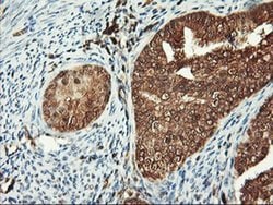 PSMA4 Monoclonal Antibody (OTI5D8), TrueMAB , OriGene 30 &mu;L; Unconjugated:Antibodies,