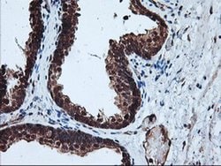 PSMA4 Monoclonal Antibody (OTI5D8), TrueMAB , OriGene 30 &mu;L; Unconjugated:Antibodies,