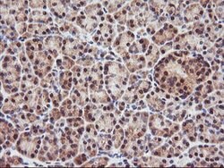 PSMA4 Mouse anti-Human, Mouse, Rat, Clone: OTI4B8, lyophilized, TrueMAB
