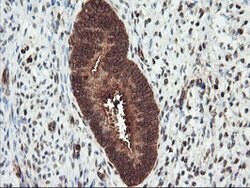 PSMA4 Mouse anti-Human, Mouse, Rat, Clone: OTI4B8, lyophilized, TrueMAB