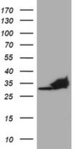 PSMA4 Mouse anti-Canine, Human, Mouse, Rat, Clone: OTI1H10, lyophilized,