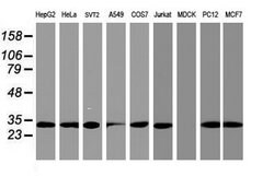 PSMA4 Mouse anti-Canine, Human, Mouse, Rat, Clone: OTI1H10, lyophilized,